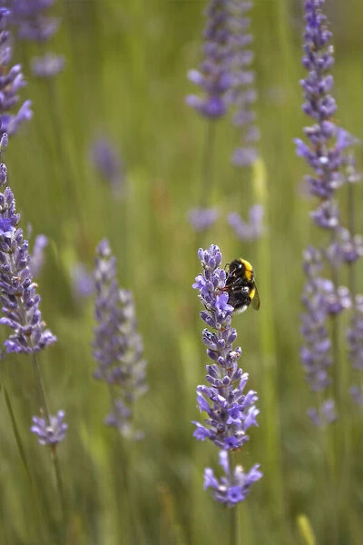 Detail of a bee on a lavender plant flower, San Martin de los Andes, Argentina