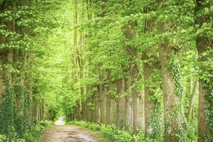 Framed Print : Beech alley near the Osterburg in Groothusen, Krummhoern, East Frisia, Lower Saxony, Germany Framed Print : Beech alley near the Osterburg in Groothusen, Krummhoern, East Frisia, Lower Saxony, Germany