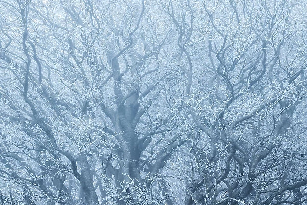 Beech (Fagus sylvatica) trees covered in hoar frost, near Shaftesbury, Dorset, England, UK