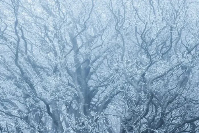 Framed Print : Beech (Fagus sylvatica) trees covered in hoar frost, near Shaftesbury, Dorset, England, UK Framed Print : Beech (Fagus sylvatica) trees covered in hoar frost, near Shaftesbury, Dorset, England, UK