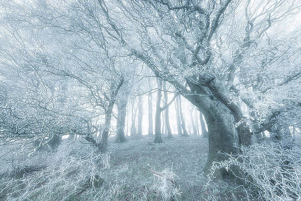 Beech (Fagus sylvatica) trees covered in hoar frost, near Shaftesbury, Dorset, England, UK