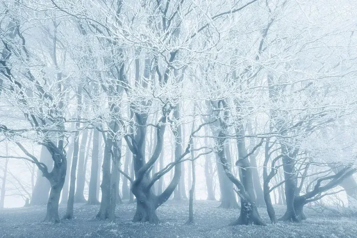 Framed Print : Beech (Fagus sylvatica) trees covered in hoar frost, near Shaftesbury, Dorset, England, UK Framed Print : Beech (Fagus sylvatica) trees covered in hoar frost, near Shaftesbury, Dorset, England, UK