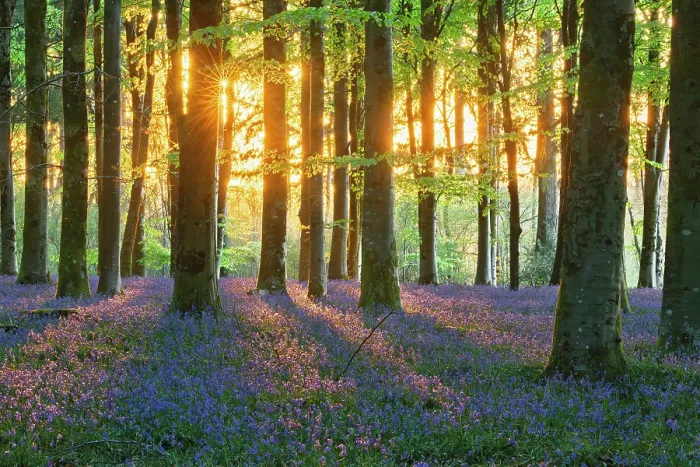 Framed Print : Beech (Fagus sylvatica) woodland with Bluebells (Endymion non-scriptus) in springtime at dawn, Cranborne Chase, Dorset, England, UK, April 2025 Framed Print : Beech (Fagus sylvatica) woodland with Bluebells (Endymion non-scriptus) in springtime at dawn, Cranborne Chase, Dorset, England, UK, April 2025