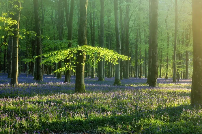 Framed Print : Beech (Fagus sylvatica) woodland with Bluebells (Endymion non-scriptus) in springtime at dawn, Cranborne Chase, Dorset, England, UK, April 2025 Framed Print : Beech (Fagus sylvatica) woodland with Bluebells (Endymion non-scriptus) in springtime at dawn, Cranborne Chase, Dorset, England, UK, April 2025