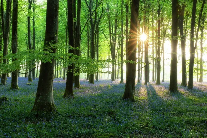 Framed Print : Beech (Fagus sylvatica) woodland with Bluebells (Endymion non-scriptus) in springtime at dawn, Cranborne Chase, Dorset, England, UK, April 2025 Framed Print : Beech (Fagus sylvatica) woodland with Bluebells (Endymion non-scriptus) in springtime at dawn, Cranborne Chase, Dorset, England, UK, April 2025