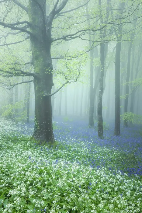 Framed Print : Beech (Fagus sylvatica) woodland on a misty spring morning, Cranborne Chase, Dorset, England, UK, May 2024 Framed Print : Beech (Fagus sylvatica) woodland on a misty spring morning, Cranborne Chase, Dorset, England, UK, May 2024