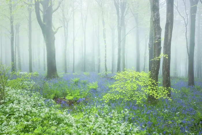Framed Print : Beech (Fagus sylvatica) woodland on a misty spring morning, Cranborne Chase, Dorset, England, UK, May 2024 Framed Print : Beech (Fagus sylvatica) woodland on a misty spring morning, Cranborne Chase, Dorset, England, UK, May 2024