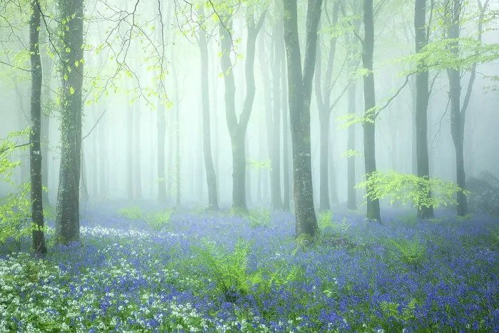 Framed Print : Beech (Fagus sylvatica) woodland on a misty spring morning, Cranborne Chase, Dorset, England, UK, May 2024 Framed Print : Beech (Fagus sylvatica) woodland on a misty spring morning, Cranborne Chase, Dorset, England, UK, May 2024
