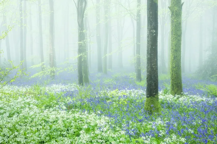 Framed Print : Beech (Fagus sylvatica) woodland on a misty spring morning, Cranborne Chase, Dorset, England, UK, May 2024 Framed Print : Beech (Fagus sylvatica) woodland on a misty spring morning, Cranborne Chase, Dorset, England, UK, May 2024