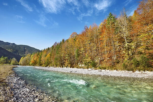 Beech forest in autumn colours and brook - Austria, Tyrol, Schwaz, Risstal