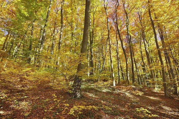 Beech forest in autumn colours - Germany, Baden-Wurttemberg, Tubingen, Alb-Donau-Kreis