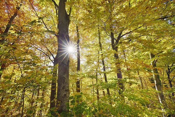 Beech forest in autumn colours - Germany, Baden-Wurttemberg, Stuttgart, Goppingen