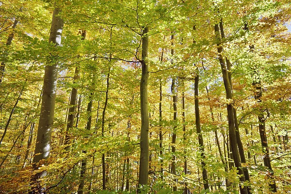 Beech forest in autumn colours - Germany, Baden-Wurttemberg, Stuttgart, Goppingen