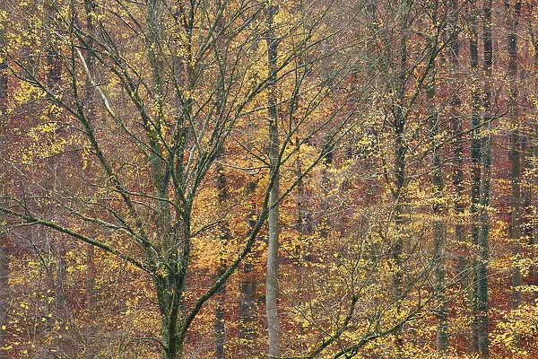 Beech forest in autumn colours - Germany, Baden-Wurttemberg, Tubingen, Bad Urach