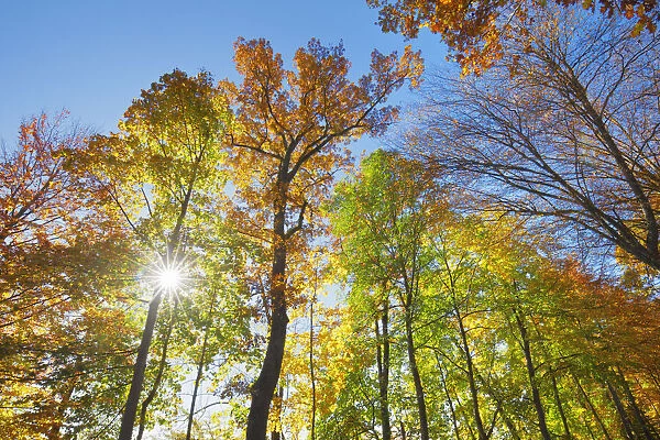 Beech forest in autumn colours - Germany, Bavaria, Upper Bavaria, Starnberg