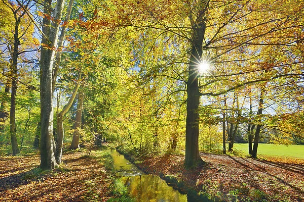 Beech forest in autumn colours - Germany, Bavaria, Upper Bavaria, Starnberg