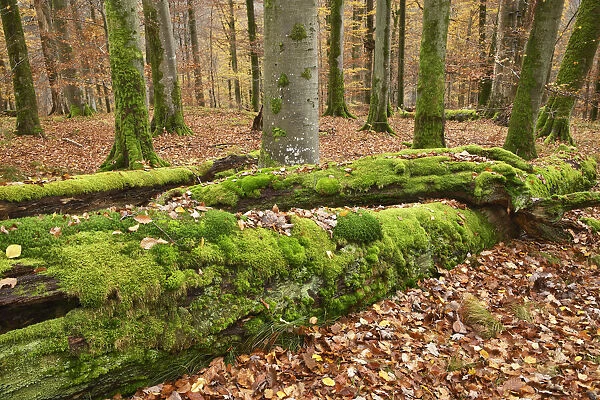 Beech forest in autumn colours with moss covered deadwood - Germany, Bavaria
