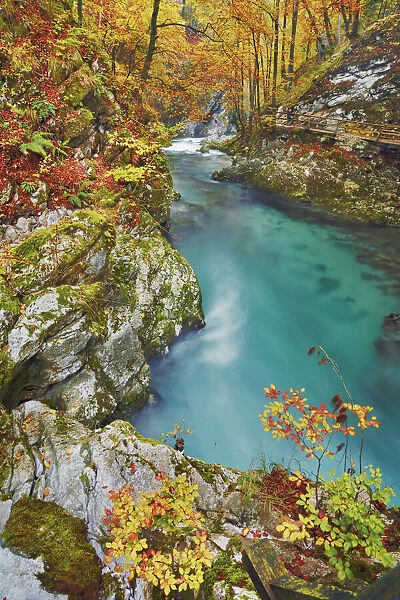 Beech forest in autumn colours at mountain brook - Slovenia, Gorenjska, Bled
