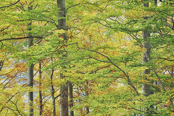 Beech forest in autumn colours - Slovenia, Primorska, Vrsic Pass - Alps, Julian Alps