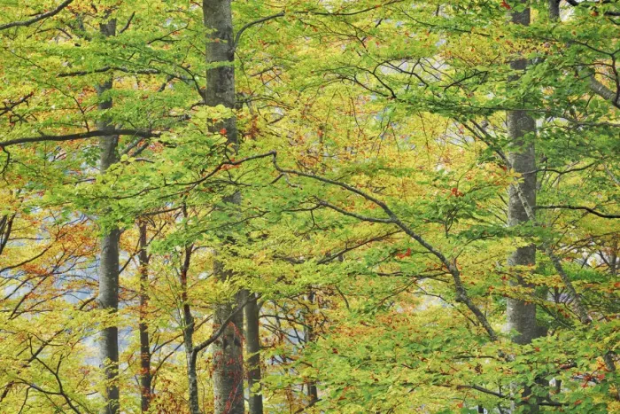 Framed Print : Beech forest in autumn colours - Slovenia, Primorska, Vrsic Pass - Alps, Julian Alps Framed Print : Beech forest in autumn colours - Slovenia, Primorska, Vrsic Pass - Alps, Julian Alps
