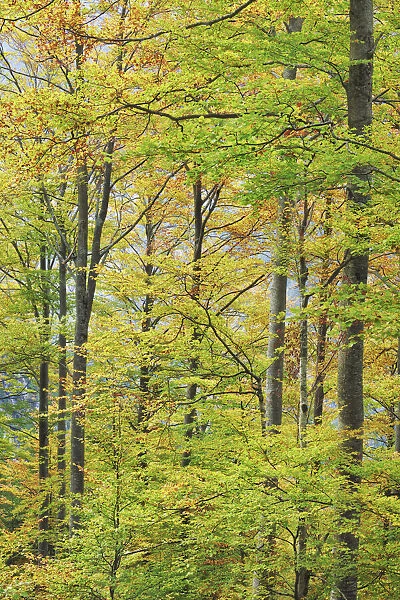 Beech forest in autumn colours - Slovenia, Primorska, Vrsic Pass - Alps, Julian Alps