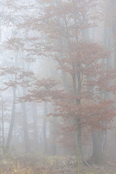 Beech forest with autumn fog in the Rheinhau-Taunus Nature Park, Niedernhausen, Hesse