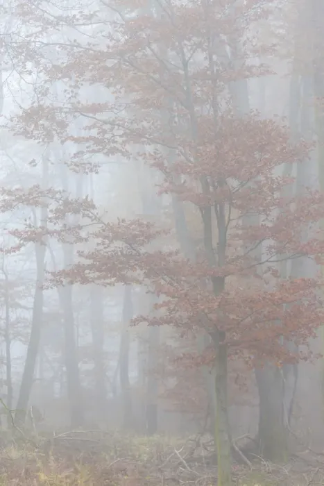 Framed Print : Beech forest with autumn fog in the Rheinhau-Taunus Nature Park, Niedernhausen, Hesse Framed Print : Beech forest with autumn fog in the Rheinhau-Taunus Nature Park, Niedernhausen, Hesse