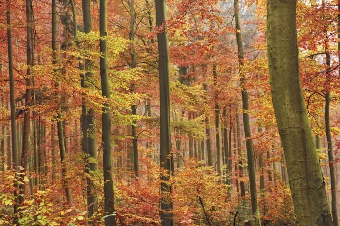 Framed Print : Beech forest in autumn - Germany, Bavaria, Lower Franconia, Aschaffenburg Framed Print : Beech forest in autumn - Germany, Bavaria, Lower Franconia, Aschaffenburg