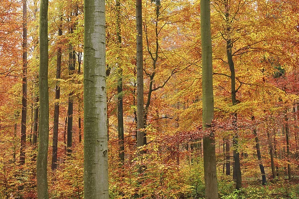 Beech forest in autumn - Germany, Bavaria, Lower Franconia, Aschaffenburg