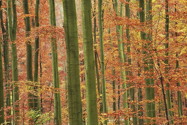 Beech forest in autumn - Germany, Bavaria, Lower Franconia, Aschaffenburg