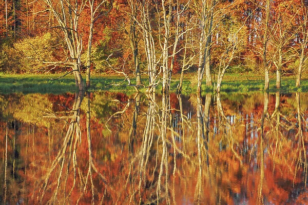 Beech forest in autumn - Germany, Bavaria, Upper Bavaria, Starnberg, Herrsching am Ammersee, Erling, Seeachtn - F√ºnfseenland, Lake Ammer