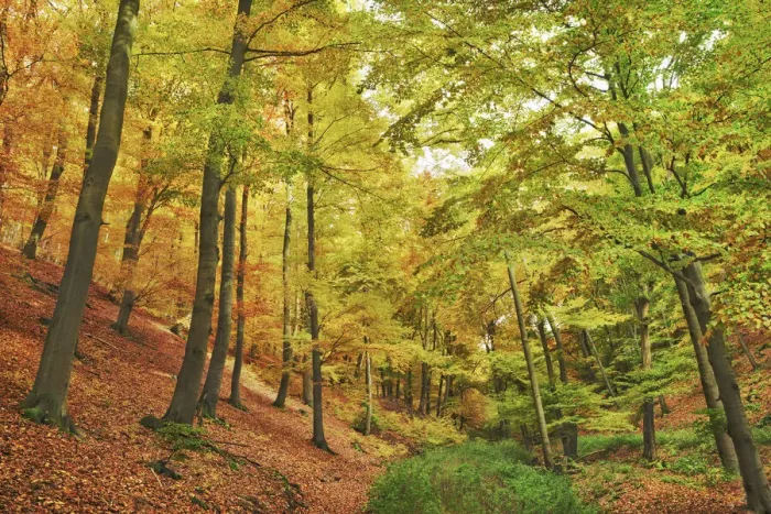 Framed Print : Beech forest in autumn - Germany, Hessia, Kassel, Waldeck-Frankenberg, Bad Wildungen Framed Print : Beech forest in autumn - Germany, Hessia, Kassel, Waldeck-Frankenberg, Bad Wildungen