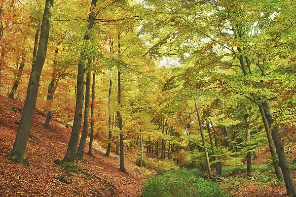 Beech forest in autumn - Germany, Hessia, Kassel, Waldeck-Frankenberg, Bad Wildungen