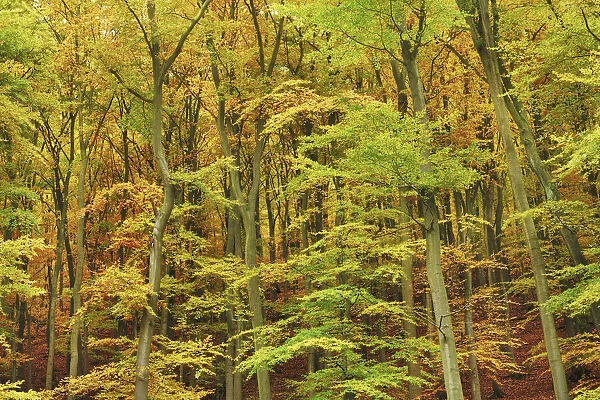 Beech forest in autumn - Germany, Hessia, Kassel, Waldeck-Frankenberg, Bad Wildungen