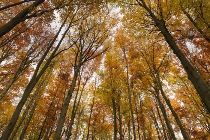 Framed Print : Beech forest in autumn, Hainich National Park, Thuringia, Germany, Europe Framed Print : Beech forest in autumn, Hainich National Park, Thuringia, Germany, Europe