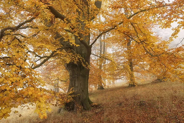 Beech Forest in autumn, Unesco Biosphaarenreservat Rhoen, Thuringia, Germany