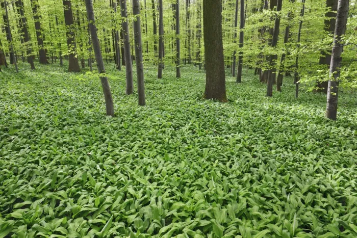 Framed Print : Beech forest with bear garlic - Germany, Baden-Wurttemberg, Stuttgart, Esslingen Framed Print : Beech forest with bear garlic - Germany, Baden-Wurttemberg, Stuttgart, Esslingen