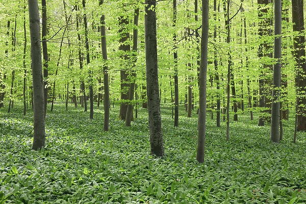 Beech forest with bear garlic - Germany, Baden-Wurttemberg, Stuttgart, Esslingen