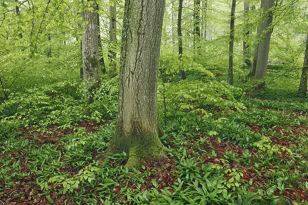 Beech forest with bear garlic - Germany, Baden-Wurttemberg, Freiburg, Konstanz, Dettingen