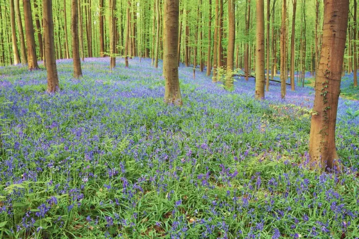 Framed Print : Beech forest with bluebells - Belgium, Flanders, Halle, Hallerbos Framed Print : Beech forest with bluebells - Belgium, Flanders, Halle, Hallerbos