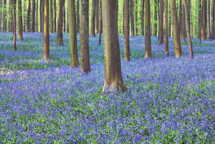 Framed Print : Beech forest with bluebells - Belgium, Flanders, Halle, Hallerbos Framed Print : Beech forest with bluebells - Belgium, Flanders, Halle, Hallerbos