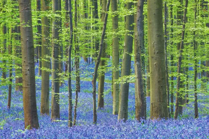 Framed Print : Beech forest with bluebells - Belgium, Flanders, Halle, Hallerbos