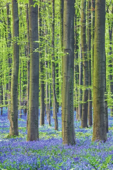 Framed Print : Beech forest with bluebells - Belgium, Flanders, Halle, Hallerbos Framed Print : Beech forest with bluebells - Belgium, Flanders, Halle, Hallerbos