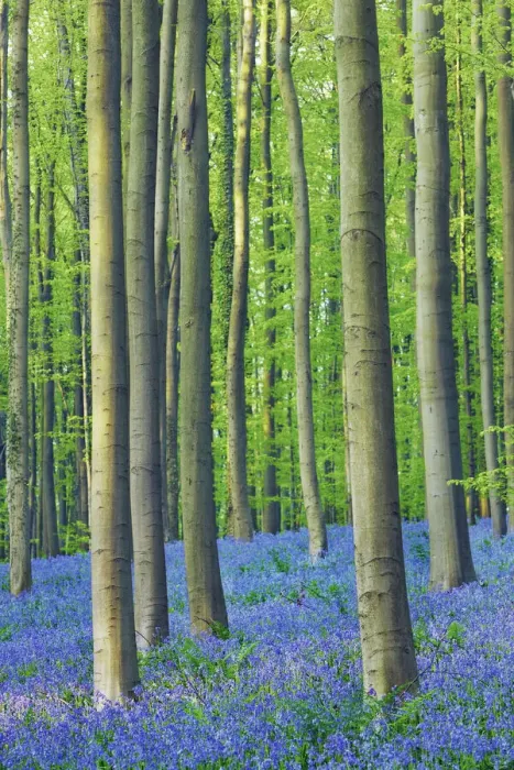 Framed Print : Beech forest with bluebells - Belgium, Flanders, Halle, Hallerbos