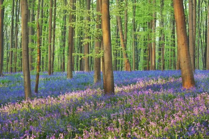 Framed Print : Beech forest with bluebells - Belgium, Flanders, Halle, Hallerbos