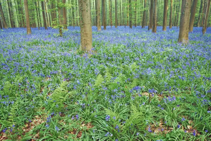 Framed Print : Beech forest with bluebells - Belgium, Flanders, Halle, Hallerbos