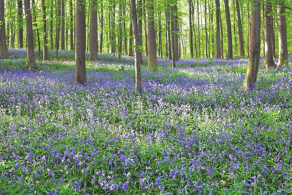Beech forest with bluebells - Belgium, Flanders, Halle, Hallerbos