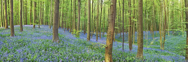 Beech forest with bluebells - Belgium, Flanders, Halle, Hallerbos