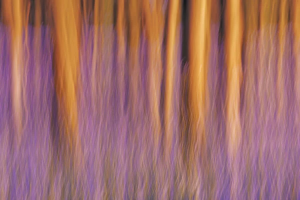 Beech forest with bluebells blurred - Belgium, Flanders, Halle, Hallerbos