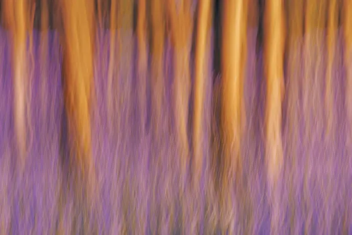 Framed Print : Beech forest with bluebells blurred - Belgium, Flanders, Halle, Hallerbos Framed Print : Beech forest with bluebells blurred - Belgium, Flanders, Halle, Hallerbos